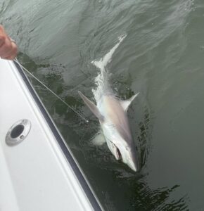 Shark fishing in Myrtle Beach SC